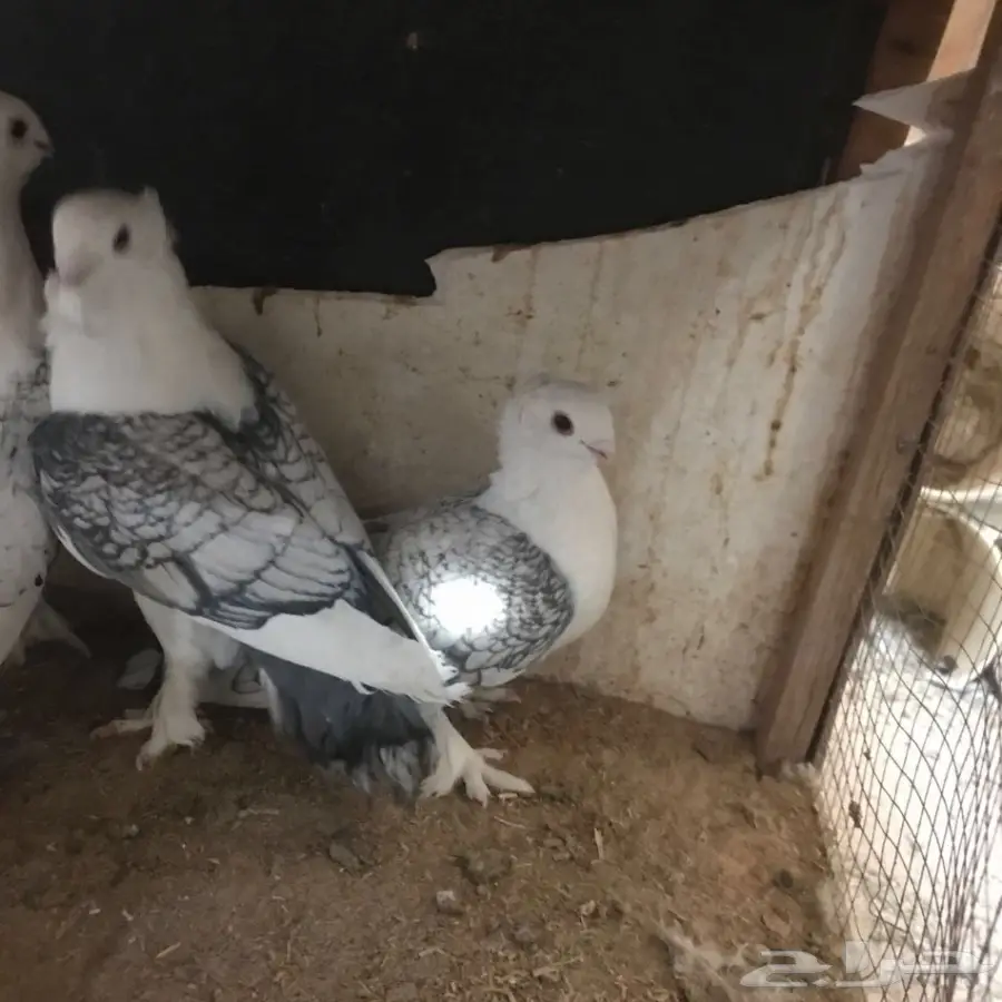 حمام جديد - فرصة لا تُفوّت! (image 21)