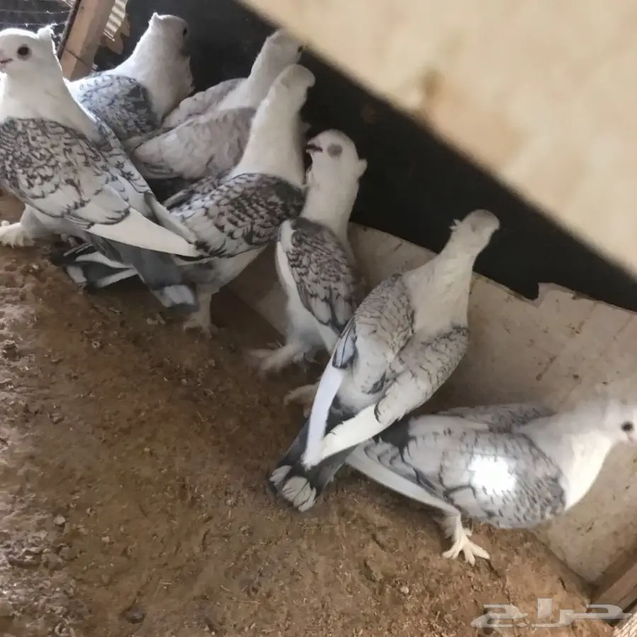 حمام جديد - فرصة لا تُفوّت! (image 22)