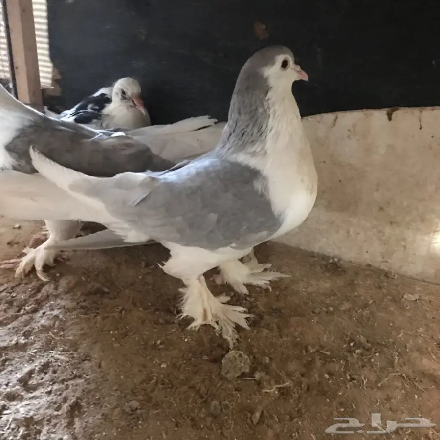 حمام جديد - فرصة لا تُفوّت! (image 23)