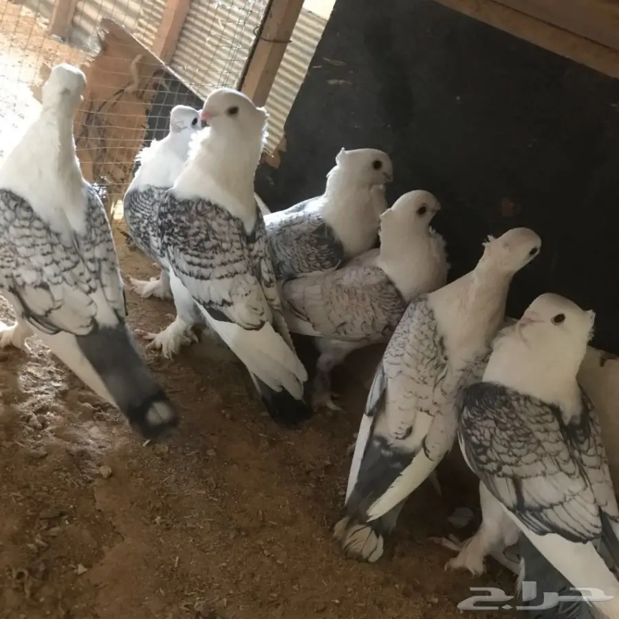 حمام جديد - فرصة لا تُفوّت! (image 24)