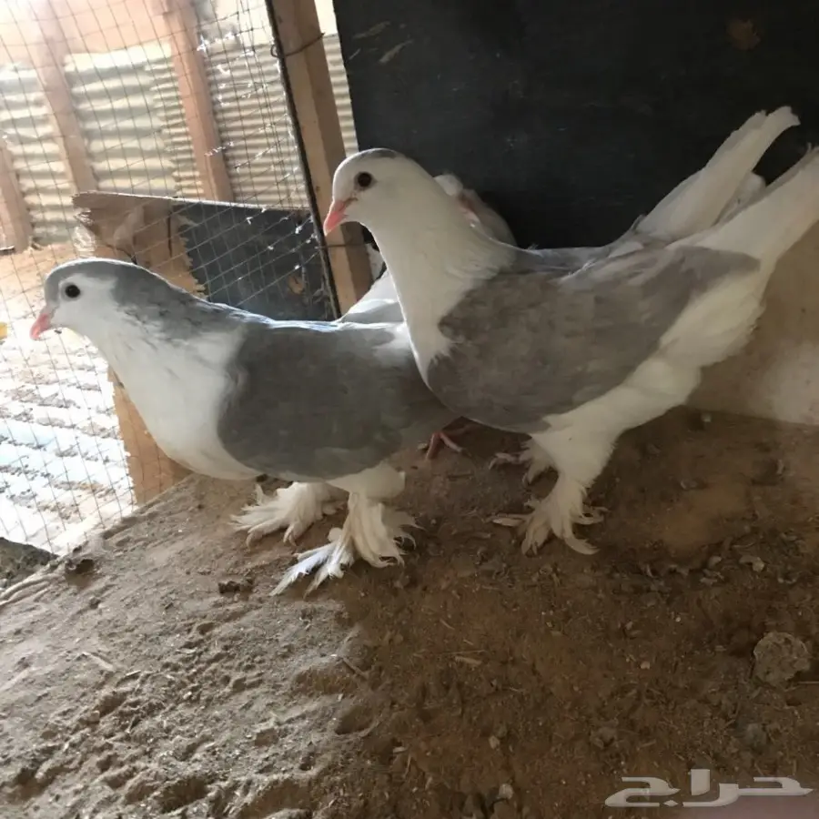 حمام جديد - فرصة لا تُفوّت! (image 25)