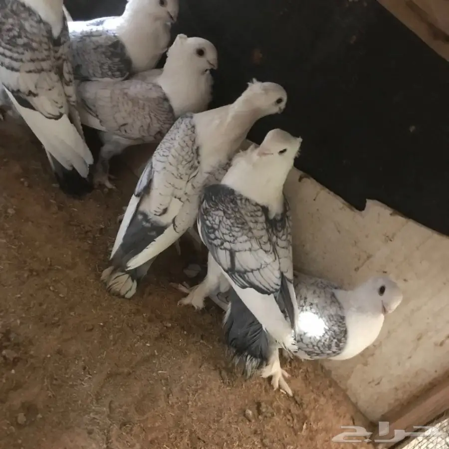 حمام جديد - فرصة لا تُفوّت! (image 26)