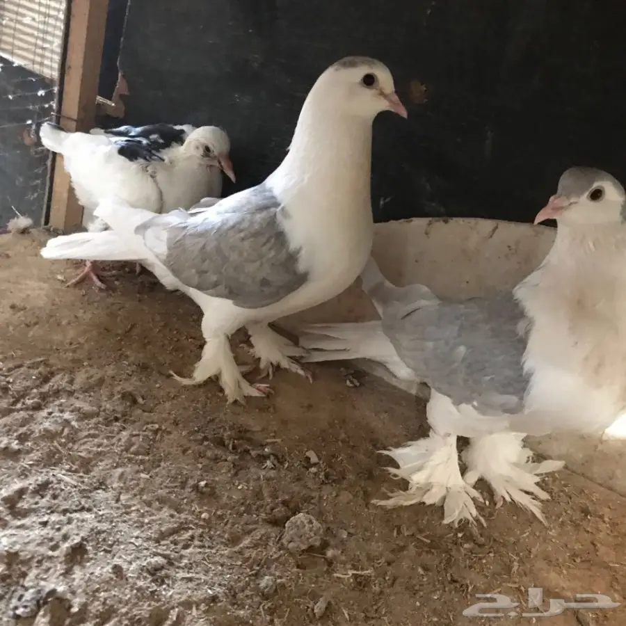 حمام جديد - فرصة لا تُفوّت! (image 28)