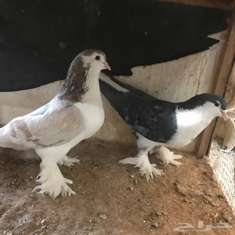 حمام جديد - فرصة لا تُفوّت! (image 31)