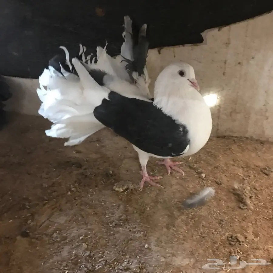 حمام جديد - فرصة لا تُفوّت! (image 35)