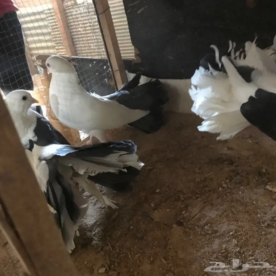 حمام جديد - فرصة لا تُفوّت! (image 36)