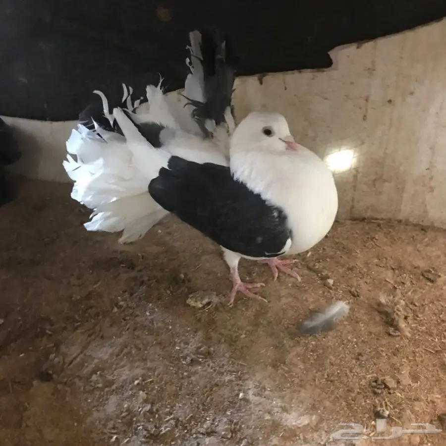 حمام جديد - فرصة لا تُفوّت! (image 37)