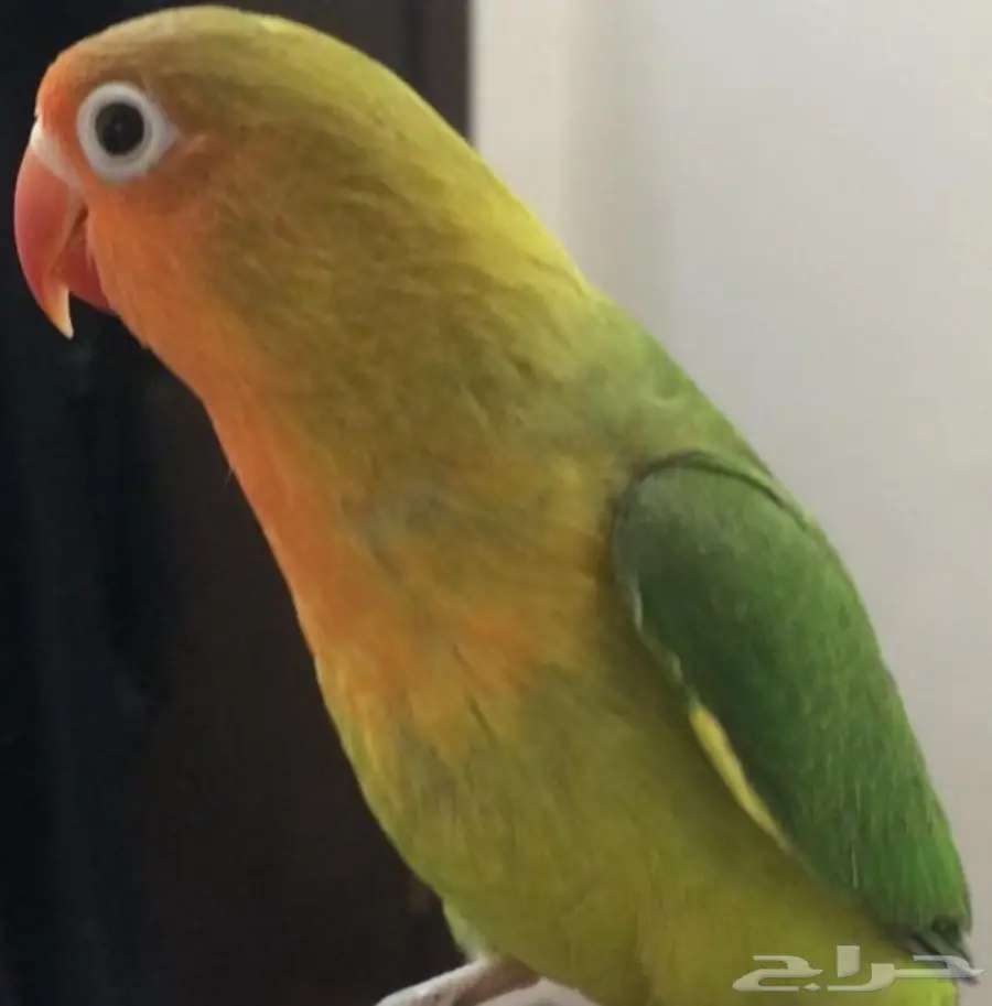 للبيع فرخين فيشر عاجل  (image 2)