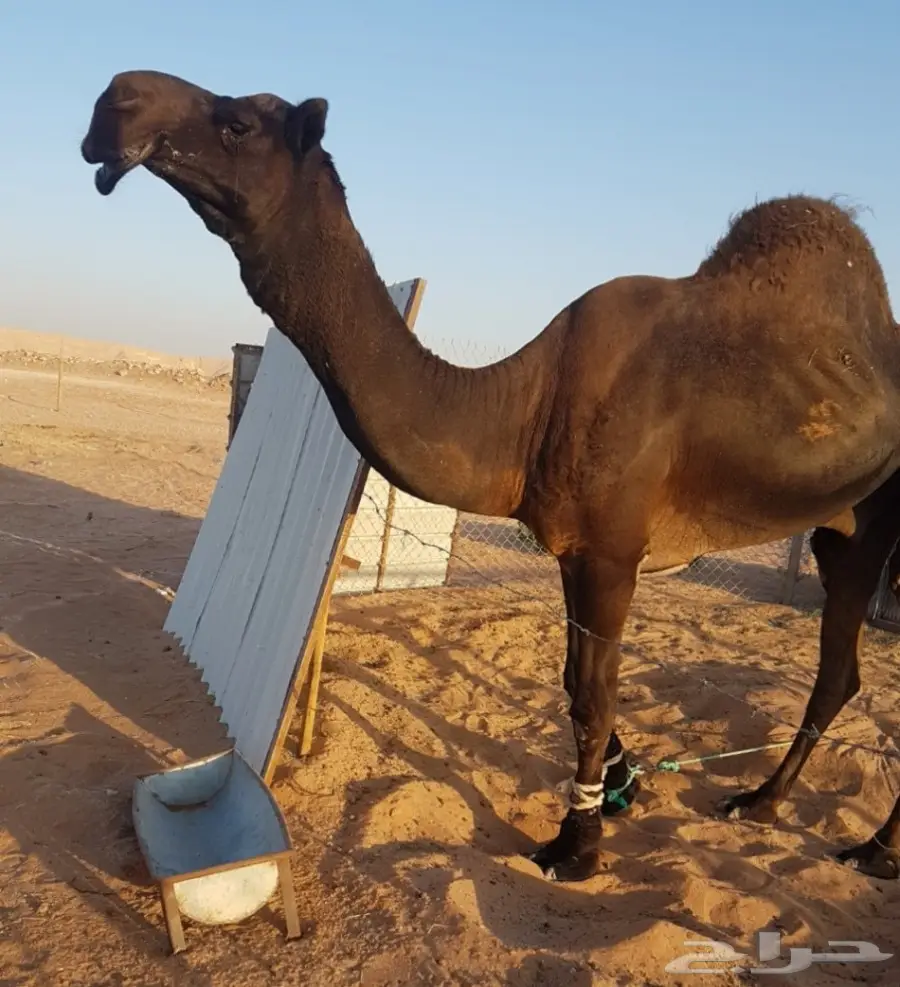 بعير مجهم منتج انتاجه طيب جدا (image 0)