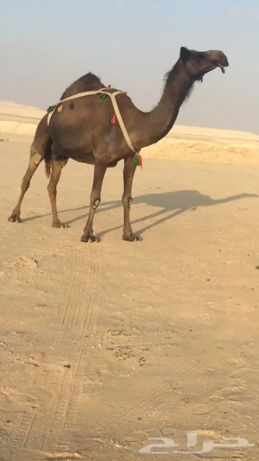 حساء شهي لأحلى وجبة!