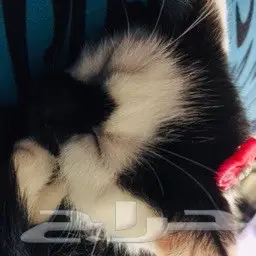 قطة رومي 200 ريال (image 8)