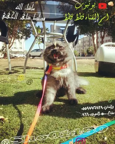 اخر اثنين يازين من اجمل قطط 
توصيل مجاني  (image 10)