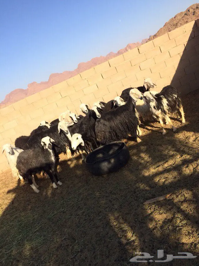 غنم ممتاز للبيع - فرصة لا تُفوّت! (image 2)