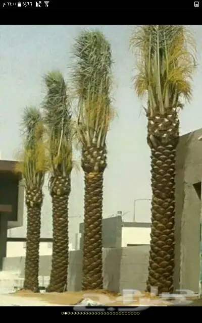 فني حدائق  (image 7)