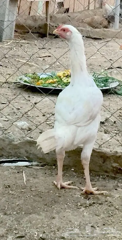 دجاج باكستاني  (image 2)