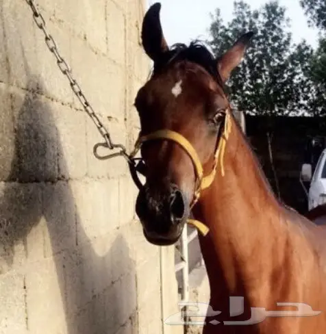 مهر عربي اصيل اوراق للبيع حصان