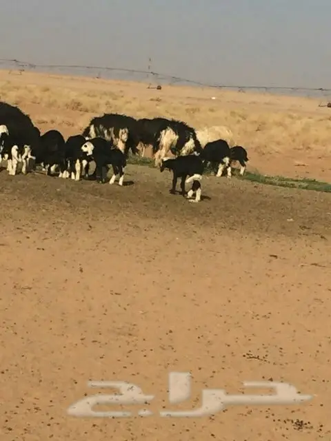 غنم للبيع (image 7)