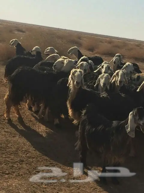 غنم للبيع (image 4)