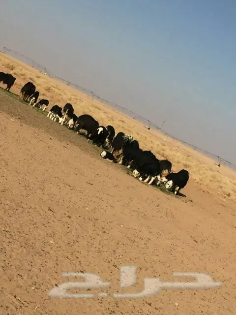غنم للبيع (image 1)