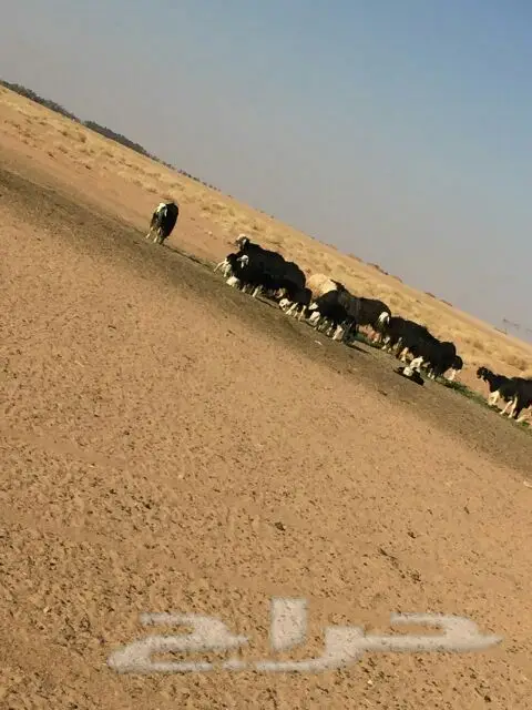 غنم للبيع (image 3)