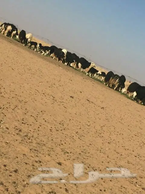 غنم للبيع (image 5)