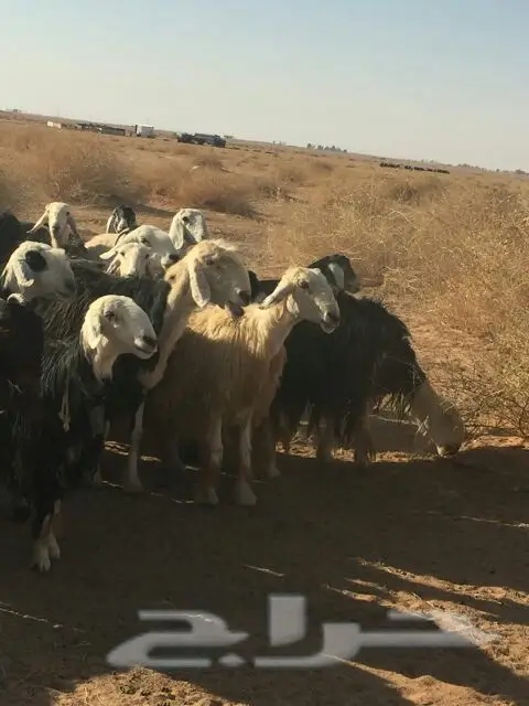 غنم للبيع (image 8)
