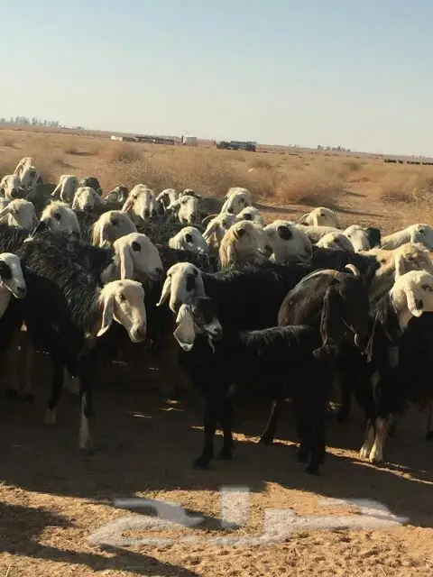 غنم للبيع (image 9)