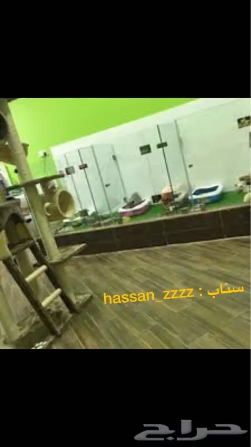 تلقيح و تزاوج قطط   فندقه قطط كلاب طيور