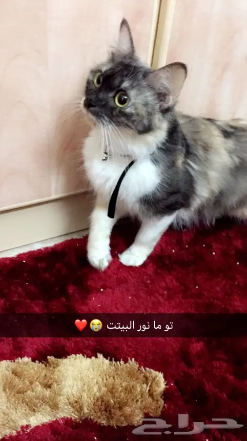 قطه شيرازيا عمرها سنه (image 1)