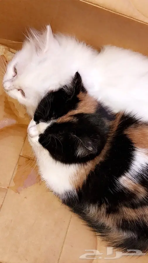 خميس مشيط الراقي (image 2)