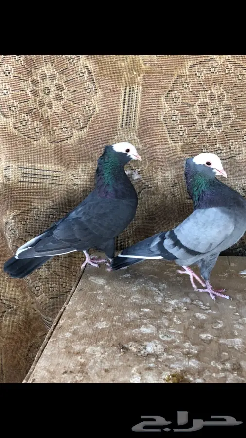 زوج هزاز وزوج انثى تركي وذكر نجفي (image 4)