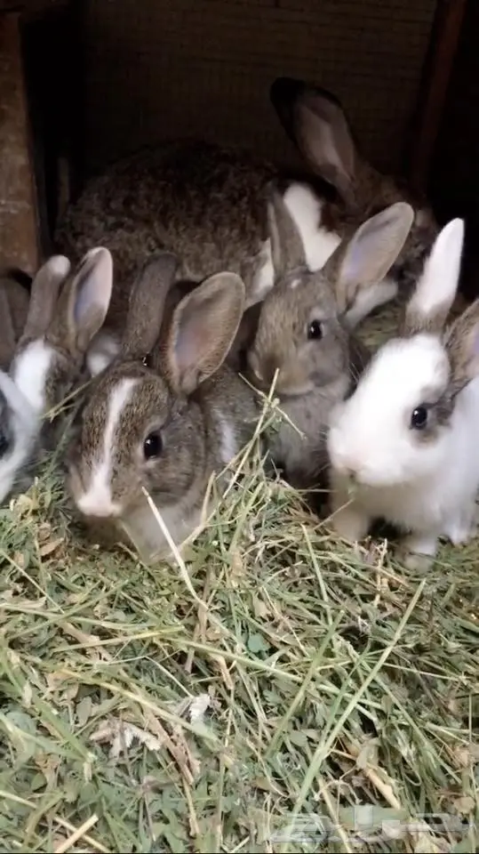 جوزين حمام تركي وقطيفي وارنب بلديه مع عياله . (image 5)