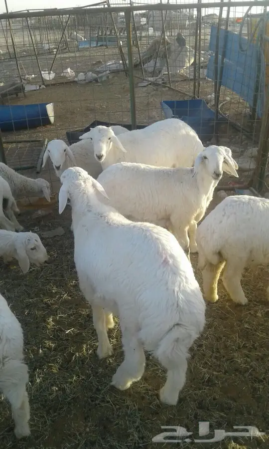 توصيل وصلاخه ذبايح (image 7)