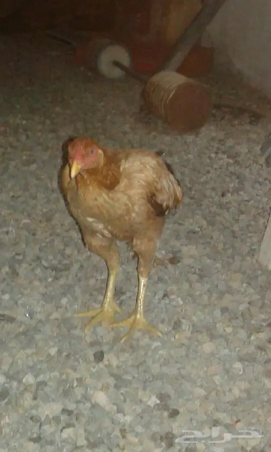 دجاجه باكستانيه العدد 1 (image 4)