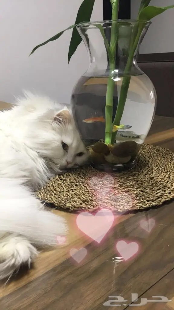 قط شيرازي للبيع 