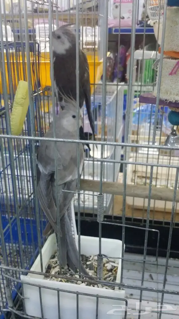 زوج هولني نظيف  وجاهز 