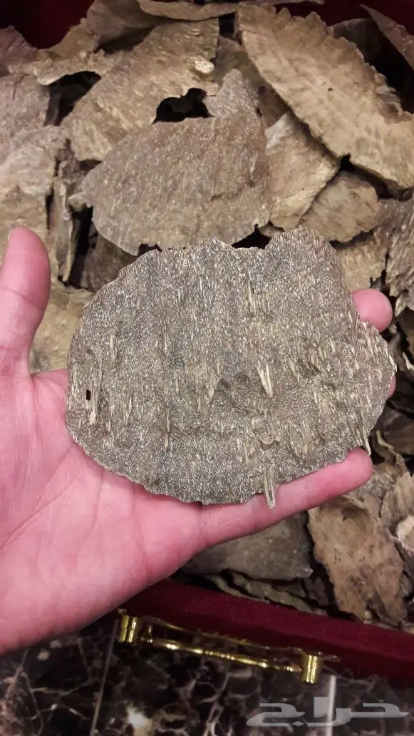 عود هندي جار 