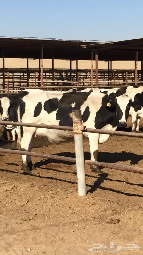 حليب بقر طازج يوميا نظيف وزبدته كثيره 3.5 الت