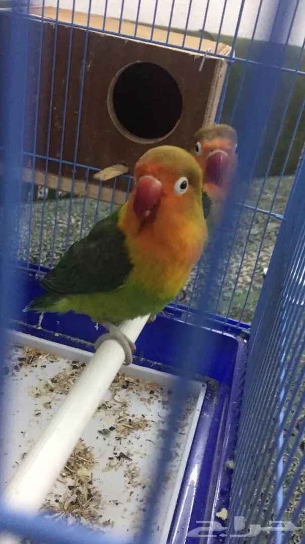 طيور فيشر  (image 2)