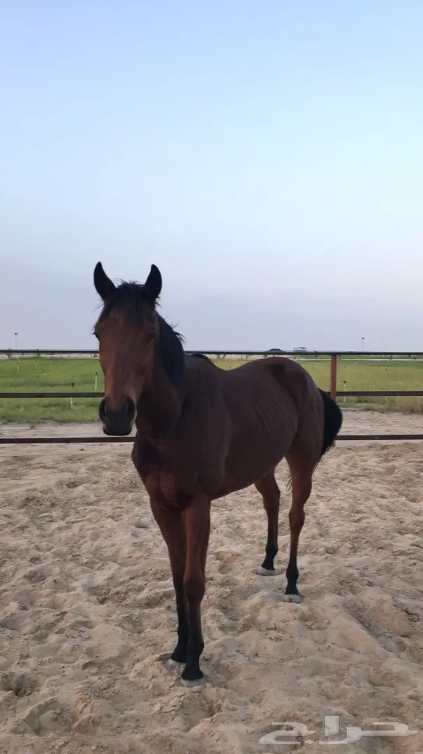 حصان انتاج انجليزي للبيع بسعر مناسب