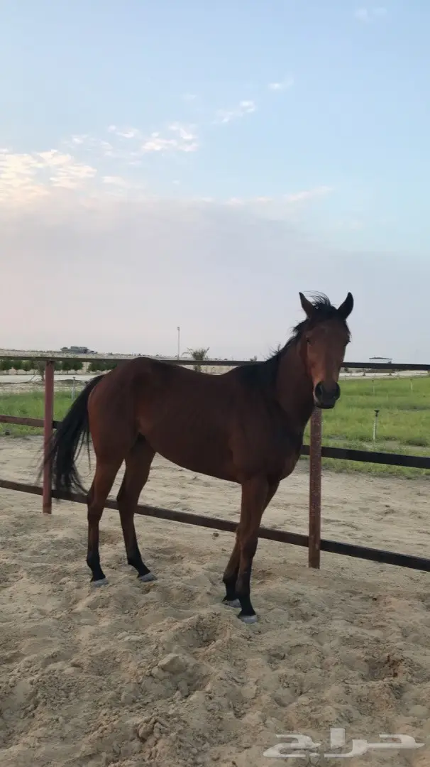 حصان انتاج انجليزي للبيع بسعر مناسب (image 1)