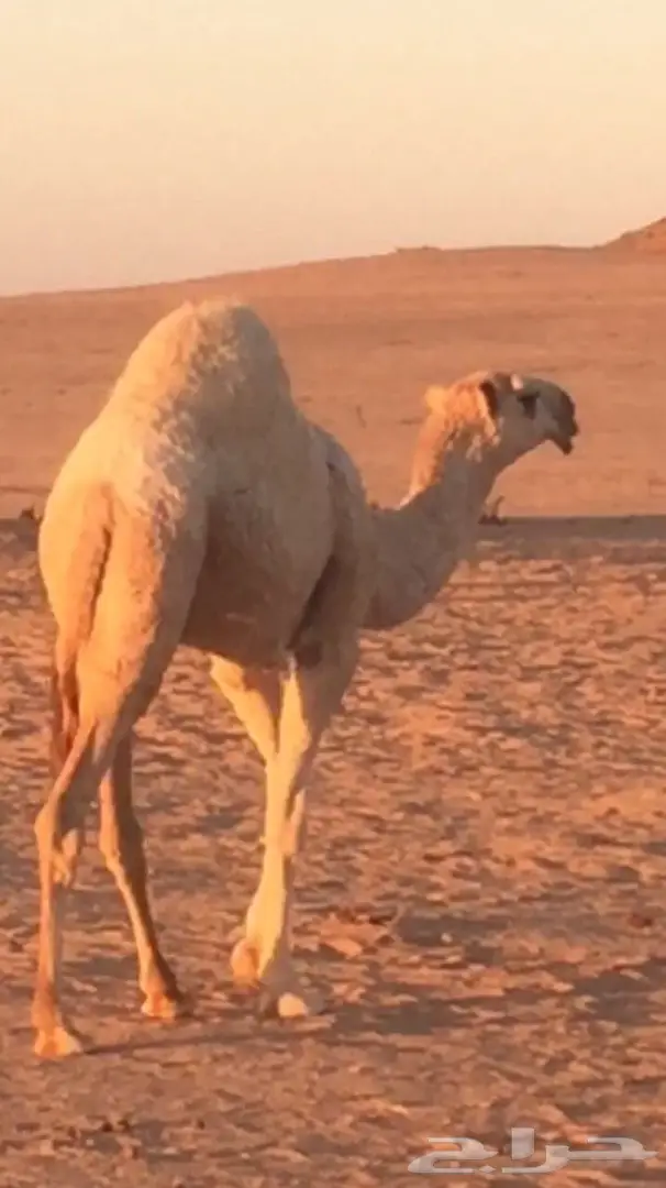 بكره شقحاء كفو منوه القناي