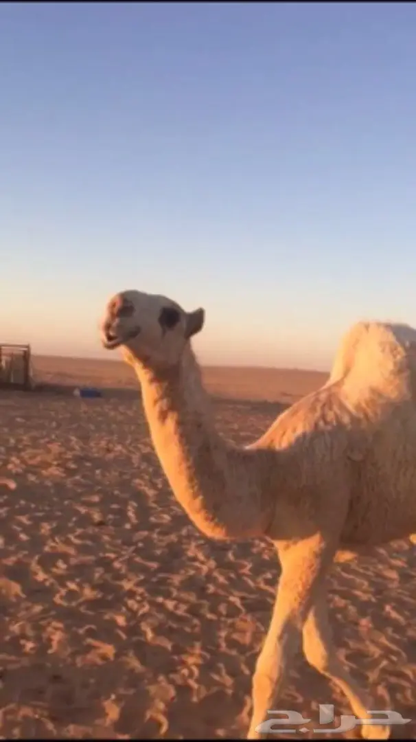 بكره شقحاء كفو منوه القناي (image 1)