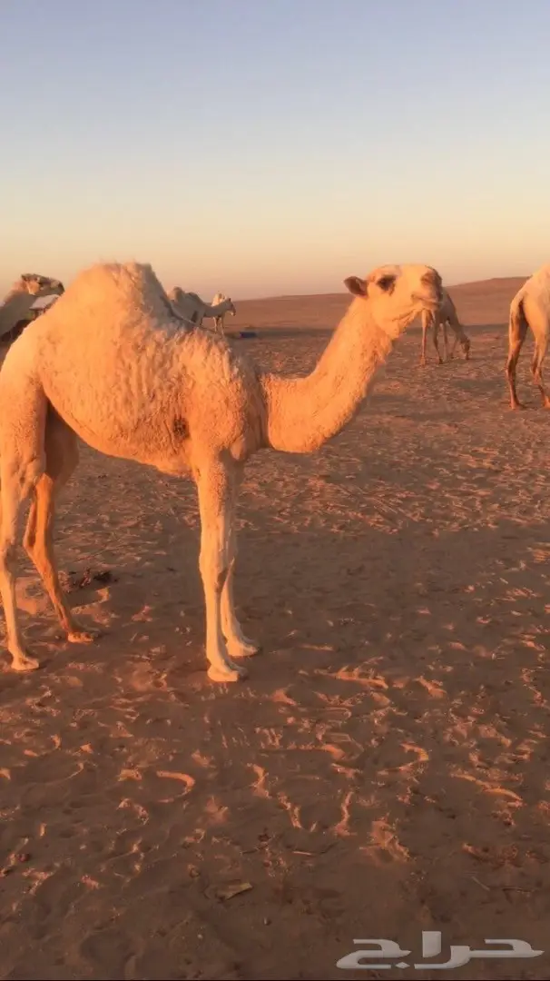 بكره شقحاء كفو منوه القناي (image 2)