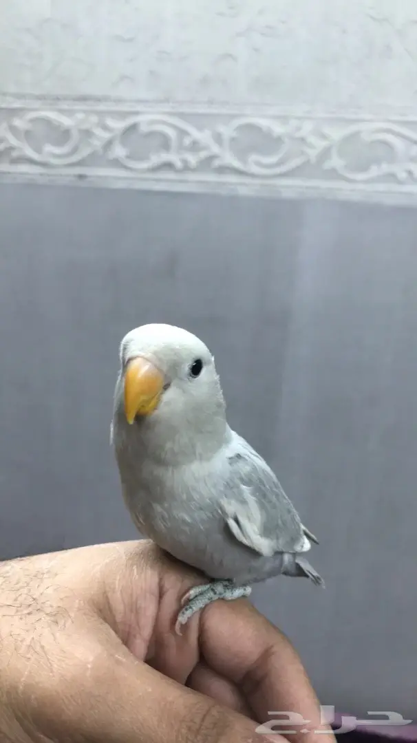 فرخين روز هدد داخلي خارجي 