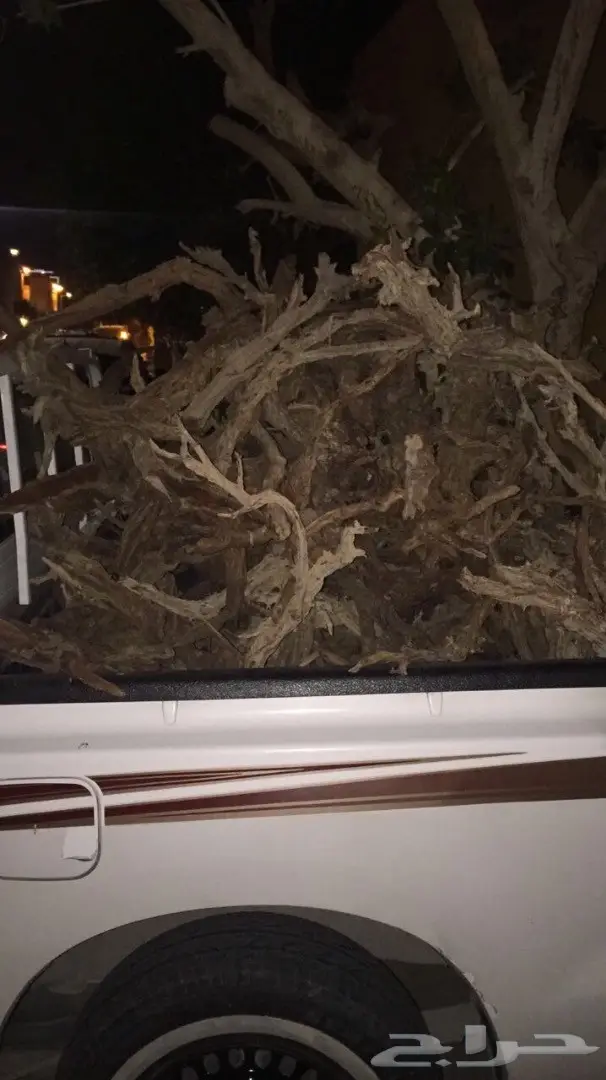 حطب ارطا جروم يابس (image 6)