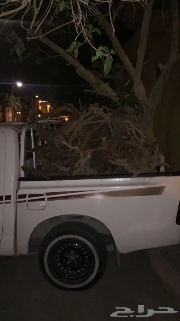 حطب ارطا جروم يابس (image 7)