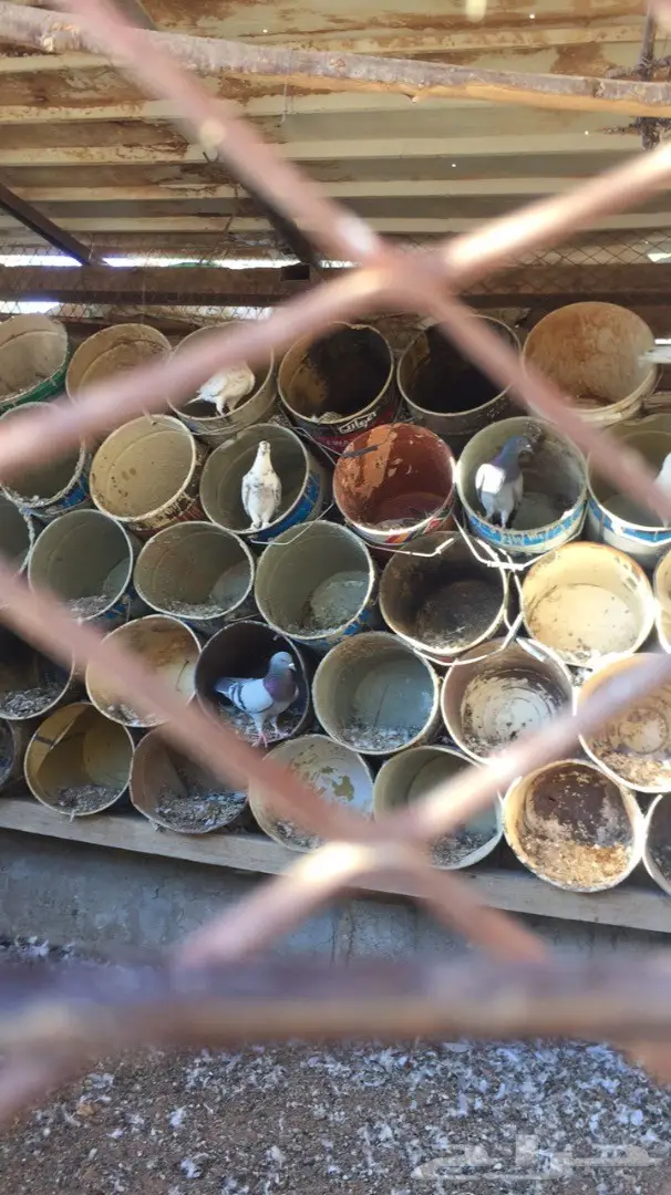 للبيع حمام عايدي 100 جوز  (image 1)