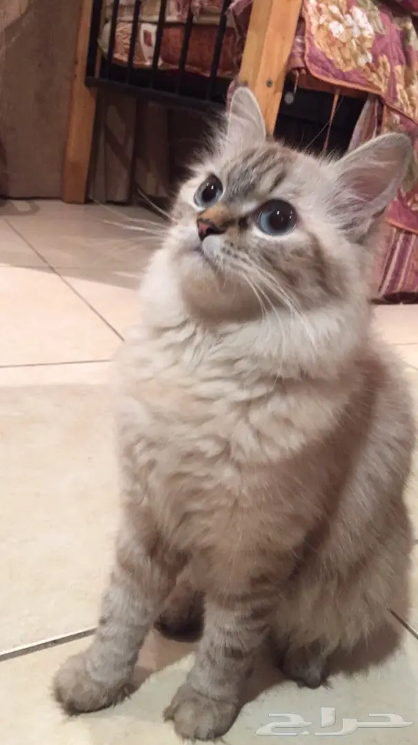 قطة صغيرة لطيفة - فرصة لا تُفوّت!