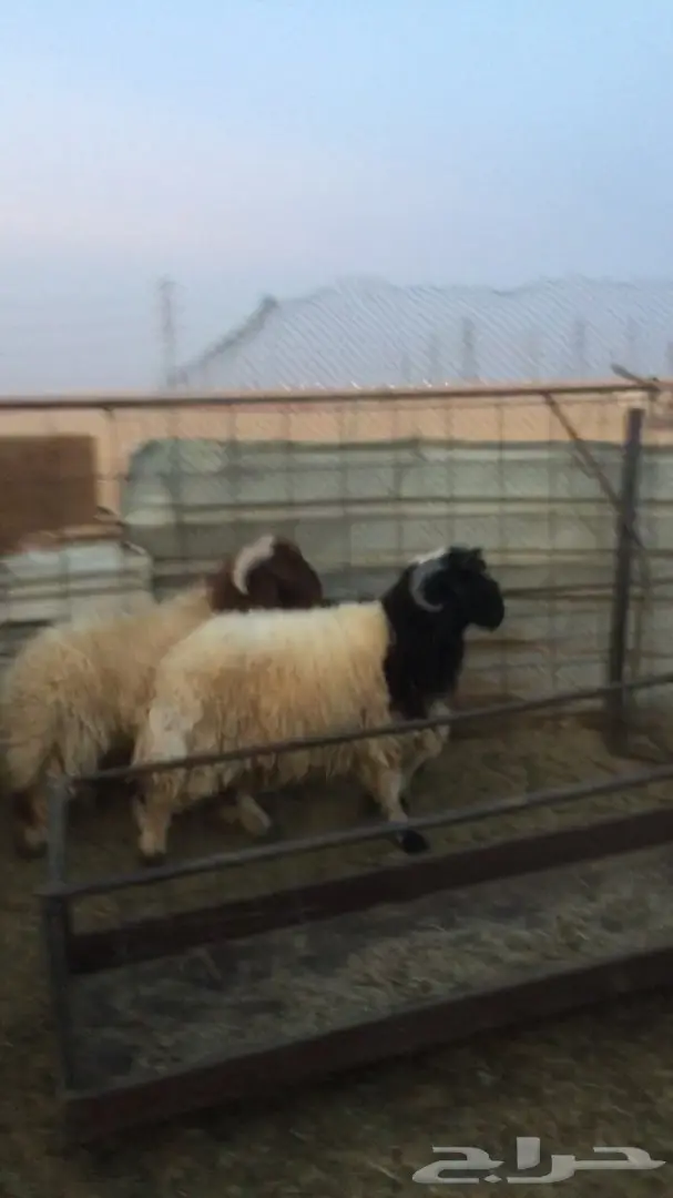 جذعان نعيم فحول   جرم ولون